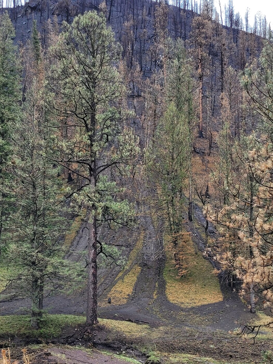 Debris-flow tracks cross a burned, tree-covered hillside near Ruidoso after the 2024 South Fork Fire.